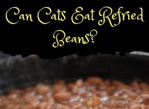 Are Refried Beans Safe for Cats? Find Out Why They Should Stay Away