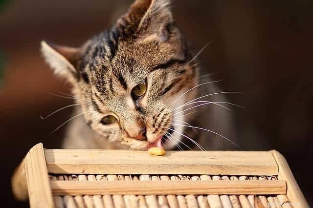 Les haricots frits sont-ils sans danger pour les chats ? Découvrez pourquoi ils devraient rester à l écart 