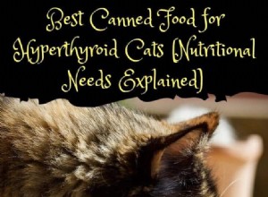 Top Canned Diets to Support Hyperthyroid Cats – Trusted Picks for Better Health