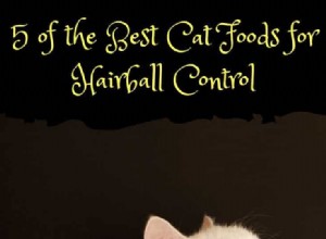 Top 5 Cat Foods That Effectively Reduce Hairballs