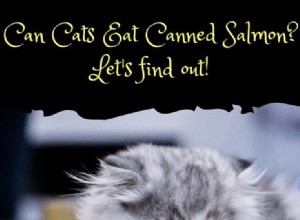 Is Canned Salmon Safe for Cats? Expert Guide to Feeding Fish to Your Feline