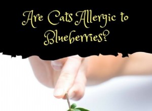 Can Cats Safely Eat Blueberries? Allergies and Nutrition Explained