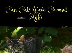 Why Coconut Milk Is Harmful to Cats: A Clear Explanation