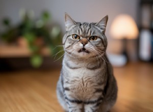 6 Clear Signs Your Cat Is Unhappy—and Simple Steps to Restore Their Joy