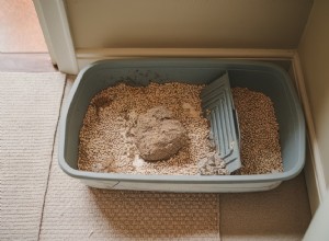 Why You Must Clean Your Cat’s Litter Box Weekly: Health Risks & Home Hygiene