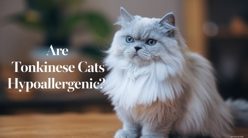 Gatos Tonquineses e alergias:o que os proprietários sensíveis precisam saber 
