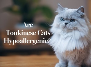 Tonkinese Cats and Allergies: What Sensitive Owners Need to Know