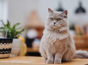 Are Scottish Fold Cats Truly Hypoallergenic? Key Facts for Allergy Sufferers