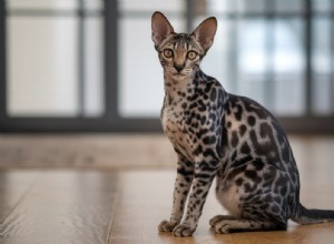 Savannah Cats and Allergies: Debunking Hypoallergenic Myths for Sensitive Owners