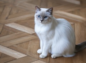 Are Oriental Cats Truly Allergy-Friendly? A Detailed Look at Their Allergen Levels