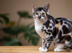Ocicat Cats & Allergies: Are They Truly Hypoallergenic?