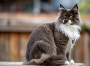 Maine Coon Cats: Are They Truly Hypoallergenic? Key Allergy Facts
