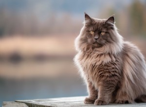 Do Norwegian Forest Cats Suit Allergy Sufferers? Separating Myth from Reality