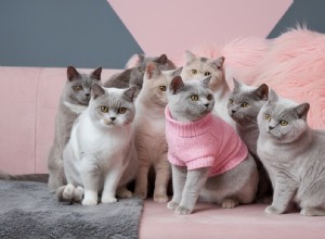 Do Exotic Shorthair Cats Trigger Allergies? A Complete Guide to Their Allergen Levels