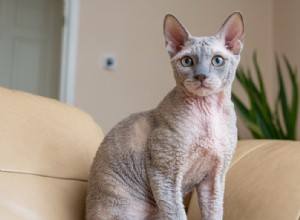 Devon Rex Cats: The Truth About Their Hypoallergenic Qualities for Allergy Sufferers