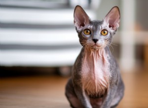 Cornish Rex Cats: Do They Truly Reduce Allergies? Unveiling the Truth About Their Hypoallergenic Claims
