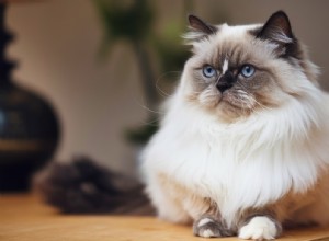 Burmese Cats and Allergies: What You Need to Know About Their Hypoallergenic Claims