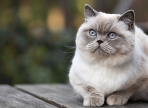 Are British Shorthair Cats Hypoallergenic? Expert Insights on Allergy-Friendly Breeds