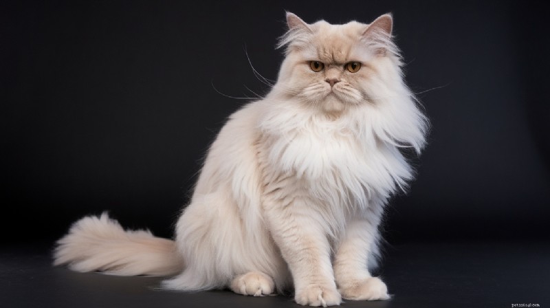バーマン猫とアレルギー：敏感な飼い主が知っておくべきこと 
