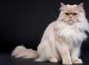 Birman Cats and Allergies: What Sensitive Owners Need to Know