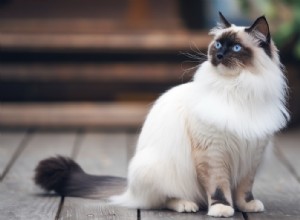 Balinese Cats: Are They Truly Hypoallergenic? A Deep Dive into Their Allergy-Friendly Traits