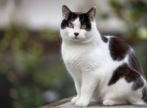 American Shorthair Cats: Are They Truly Hypoallergenic? Real Facts on Allergen Levels