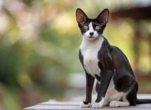 Abyssinian Cats and Allergies: How Their Low-Shed Coat Affects Allergy Sufferers