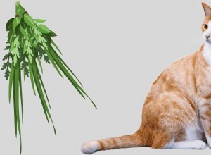 Mugwort for Cats: Safety, Benefits, and Potential Side Effects