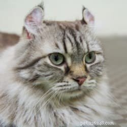 고양이를 위한 쑥:안전성, 이점 및 잠재적인 부작용 