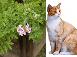 Citronella and Cats: 9 Risks Explained