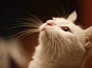 Can Cats Develop Cherry Eye? Causes, Symptoms & Prevention