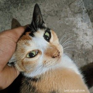 고양이에게 체리아이가 생길 수 있나요? 원인, 증상 및 예방 