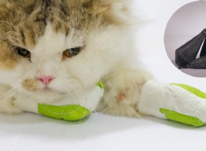 Could Your Cat Contract Lead Poisoning? Recognize Symptoms & Prevention