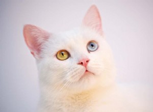 Understanding Cat Hiccups: Causes & 5 Effective Treatments