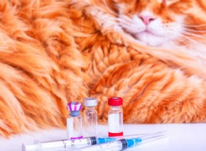 Indoor Cat Vaccination Guide: 8 Essential Shots Every Feline Needs