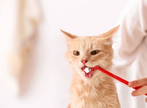 8 Causes of Cat Foaming at the Mouth: What Owners Need to Know