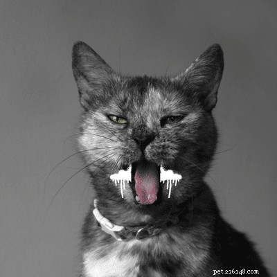 8 causes de la mousse du chat à la bouche :ce que les propriétaires doivent savoir 