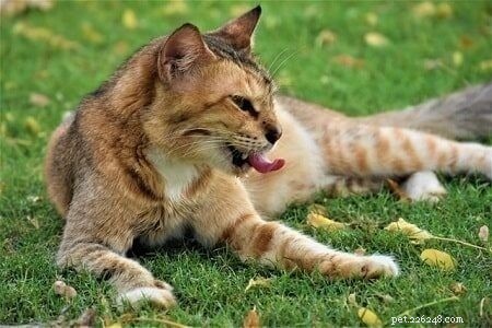 Les chats mangent-ils réellement des cafards ? Dévoiler la vérité 