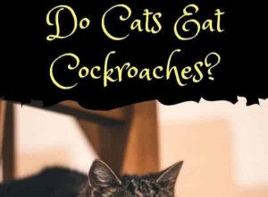 Do Cats Actually Eat Cockroaches? Unveiling the Truth
