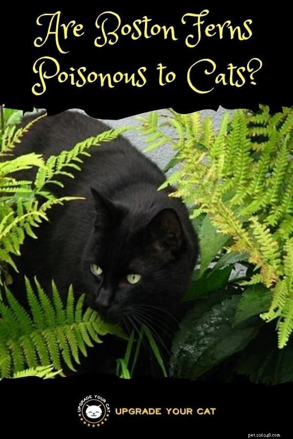 Les fougères de Boston sont-elles sans danger pour les chats ? Découvrez-le maintenant. 