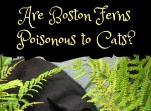 Are Boston Ferns Safe for Cats? Find Out Now.