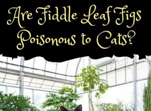 Are Fiddle Leaf Figs Safe for Cats? A Clear Answer
