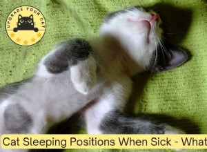 How a Sick Cat s Sleeping Positions Reveal Their Health: A Guide for Owners