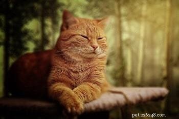 病気の猫の寝姿勢から健康状態がわかる：飼い主のためのガイド 