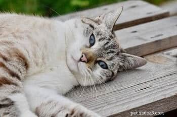病気の猫の寝姿勢から健康状態がわかる：飼い主のためのガイド 