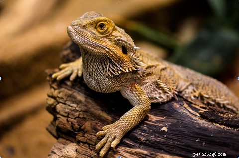 フトアゴヒゲトカゲの色が明らかにすること:飼い主のための 7 つの重要な洞察 