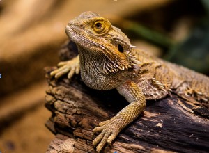 What Your Bearded Dragon’s Color Reveals: 7 Key Insights for Owners