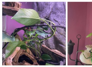 Top 7 Safe and Easy-to-Care Plants for Crested Geckos