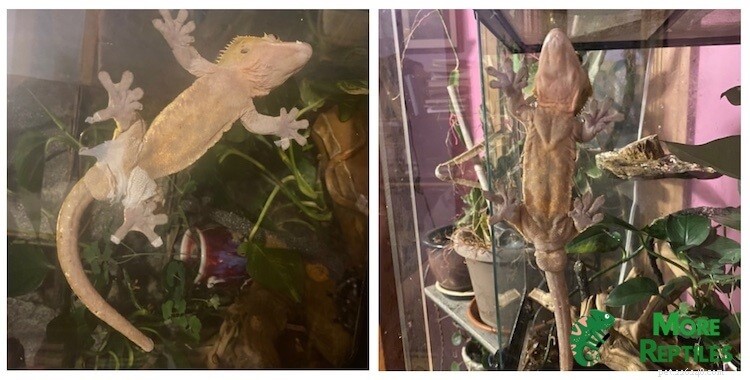 Crested Gecko Shedding Guide:Essential Tips &Care Best Practices 