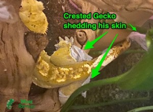 Crested Gecko Shedding Guide: Essential Tips & Care Best Practices